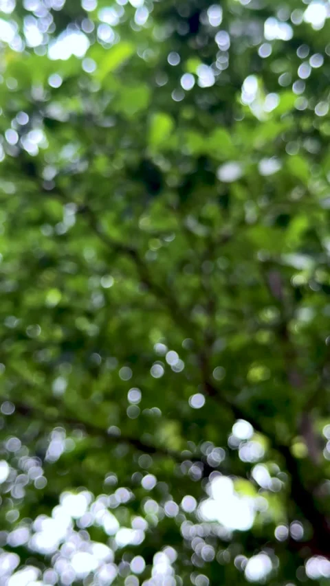 Green leaves of a tree with natural sunlight bokeh shimmering in the backgrou Vídeos de archivo 337788565