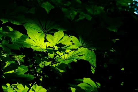 Green leaves of tree Stock Photos