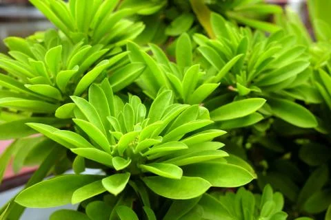 Green Leaves Tree. Stock Photos