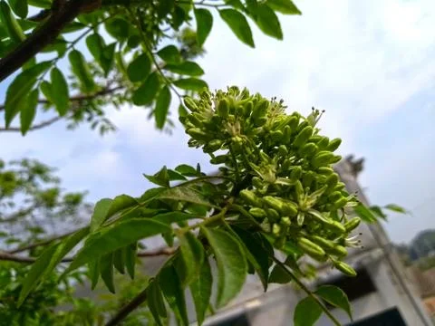 Green leaves of a tree Stock Photos