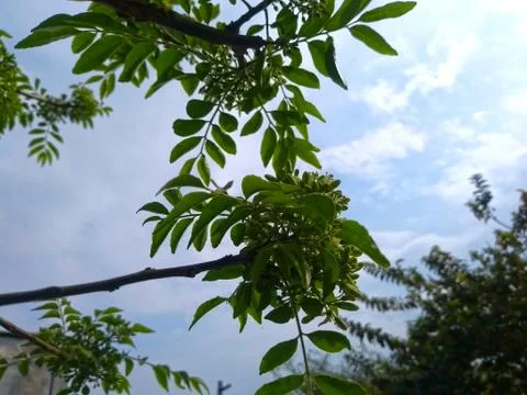 Green leaves of a tree Stock Photos
