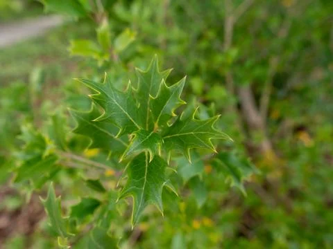 Green leaves of a tree Stock-Fotos