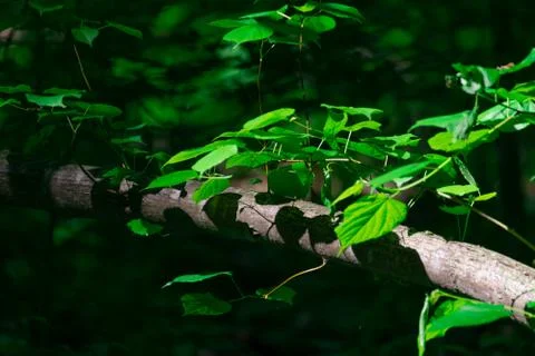 Green leaves on the tree Stock Photos