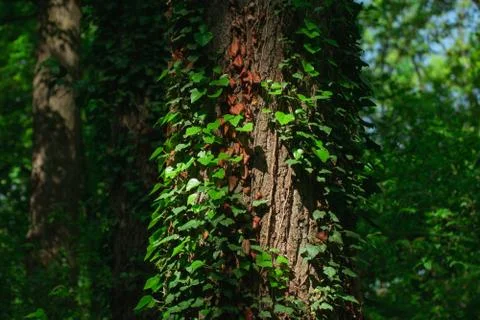 Green leaves on the tree Stock Photos