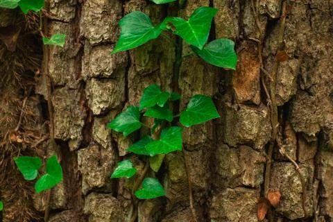 Green leaves on the tree Stock Photos