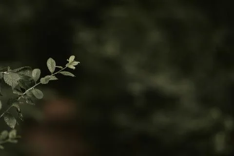 Green leaves on the tree Stock Photos