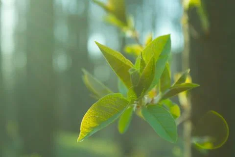 Green leaves on the tree Stock Photos