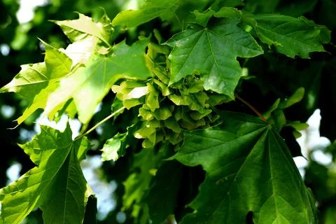 Green leaves on a tree Stock Photos
