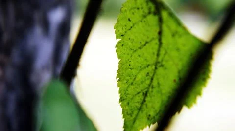 Green Leaves on a Tree Stock Photos