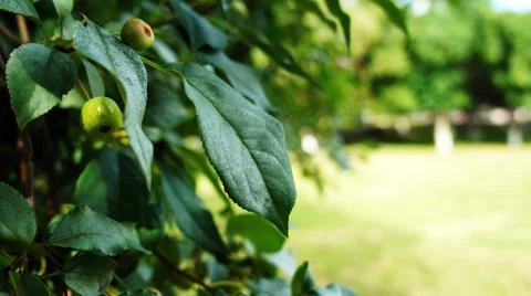 Green Leaves on a Tree Stock Photos