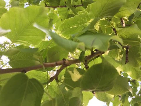 Green Leaves on a Tree Stock Photos