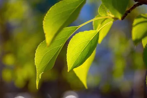 Green Leaves on a Tree Stock Photos
