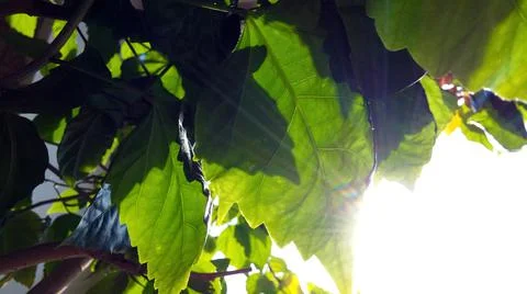 Green Leaves on a Tree Stock Photos