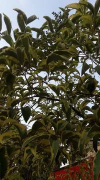 The green leaves of the tree. Stock Photos