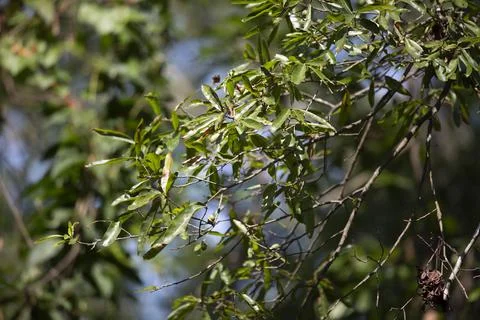 Green Leaves on a Tree Stock Photos