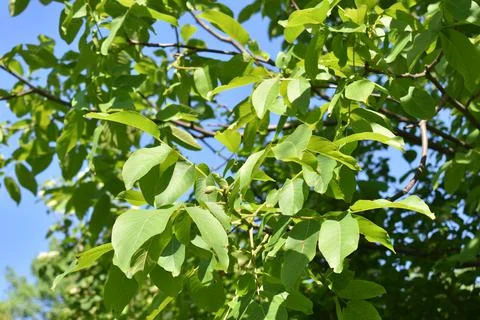 Green leaves of a tree Stock Photos