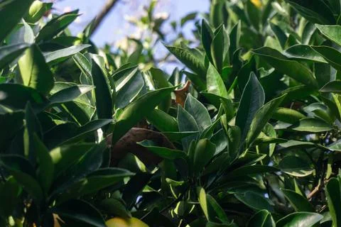 Green leaves on the tree Foto stock