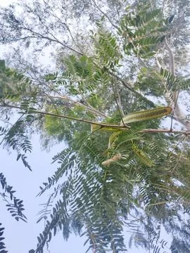 The green leaves of the tree Stock Photos