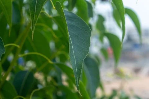 Green leaves of a tree Stock Photos