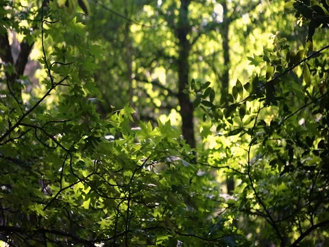 The green leaves on the tree rustle in the wind Stock Footage 73515274