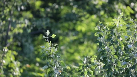 Green leaves of the tree in slow motion Stock Footage 131315857