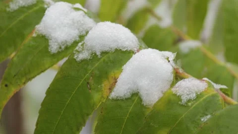 Green leaves of a tree in the snow, close-up Stock Footage 99326070