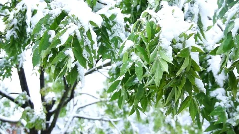 Green leaves of a tree in the snow. Stock Footage 76250320