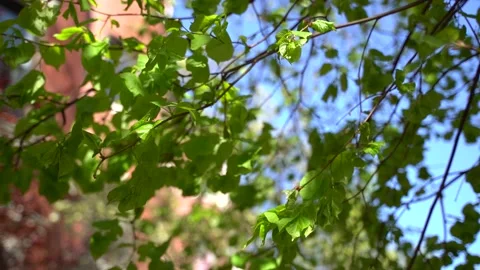 Green leaves on a tree in the spring with blue skies Vídeo Stock 188327421