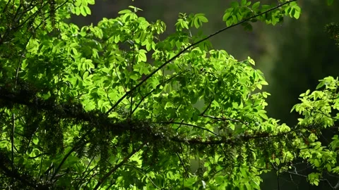 Green leaves of a tree in spring Stock Footage 271352738