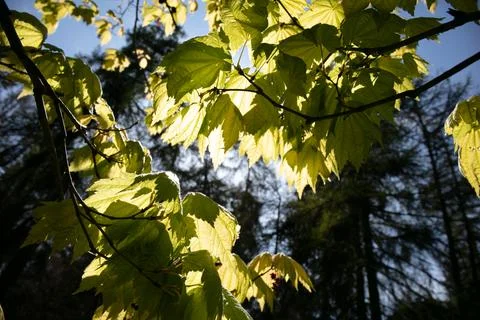 Green Leaves of a tree in springtime with light behind Stock-Fotos