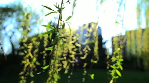 Green leaves of tree in springtime sun flare 1080 Stock Footage 23197533