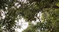 Green leaves on a tree in Sri Lanka HD Footage