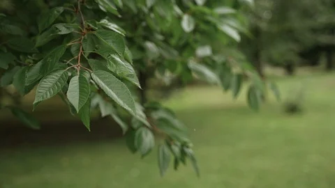 Green leaves on a tree in summer Stock Footage 125756909