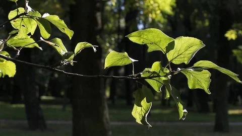 Green leaves on a tree in a summer park. Stock Footage 75390956