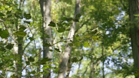 Green Leaves Of A Tree In The Summer Time Forest conservation. Stock Footage 186538863