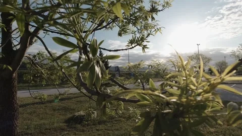 Green leaves tree with sunshine in the back Stock Footage 242863906