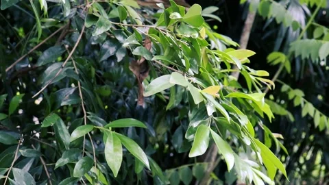 Green leaves on a tree sway in the wind. natural background Stockbeeldmateriaal 237143138