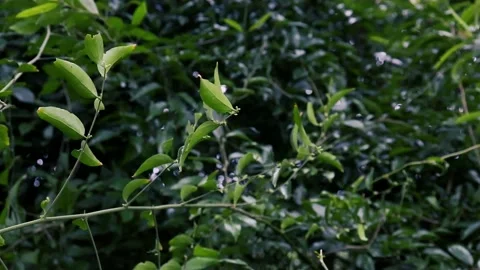 Green leaves on a tree sway in the wind. natural background	in the forest Stockbeeldmateriaal 237147790