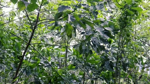 Green leaves on a tree sway in the wind. forest plants Vídeos de archivo 237601034