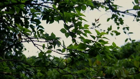 Green leaves on a tree sway in the wind Vídeos de archivo 244691791