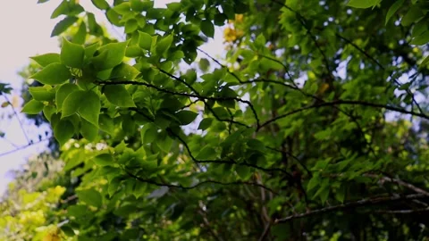 Green leaves on a tree sway in the wind Vídeos de archivo 244702782