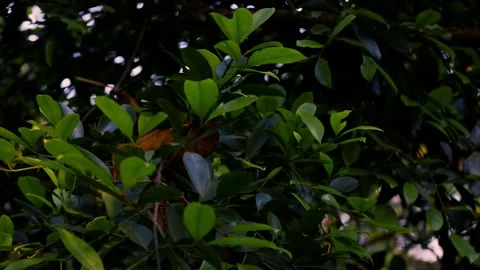 Green leaves on a tree sway in the wind Stockbeeldmateriaal 245155039