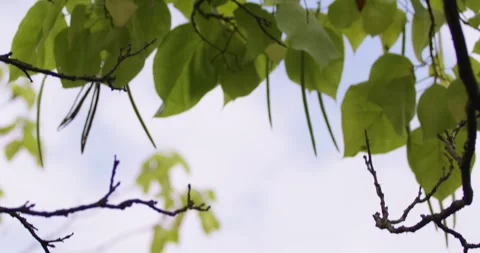 Green leaves on a tree sway in the wind Stock Footage 245443089