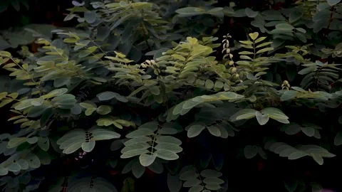 Green Leaves Of Tree Swaying In Wind. Stock Footage 199614776