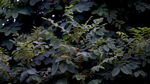 Green Leaves Of Tree Swaying In Wind. Stock Footage 199614835