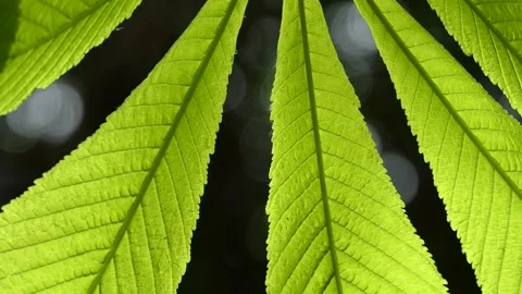 Green leaves of a tree swaying in the wind Stock Footage 240384018