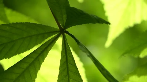 Green leaves of a tree swaying in the wind Stock Footage 240384019