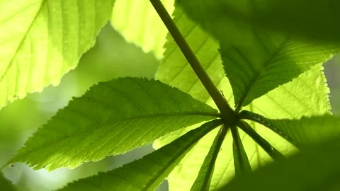 Green leaves of a tree swaying in the wind Stock Footage 240384136