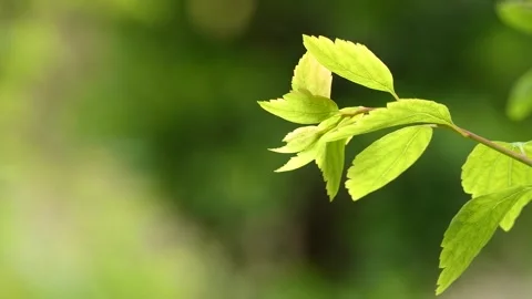 Green leaves of a tree swaying in the wind Stock Footage 240384324