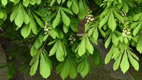 Green leaves of a tree swaying in the wind Stock Footage 240384345